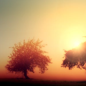 Rare weeping specimen