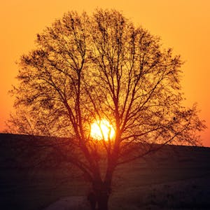 Rare flowering specimen