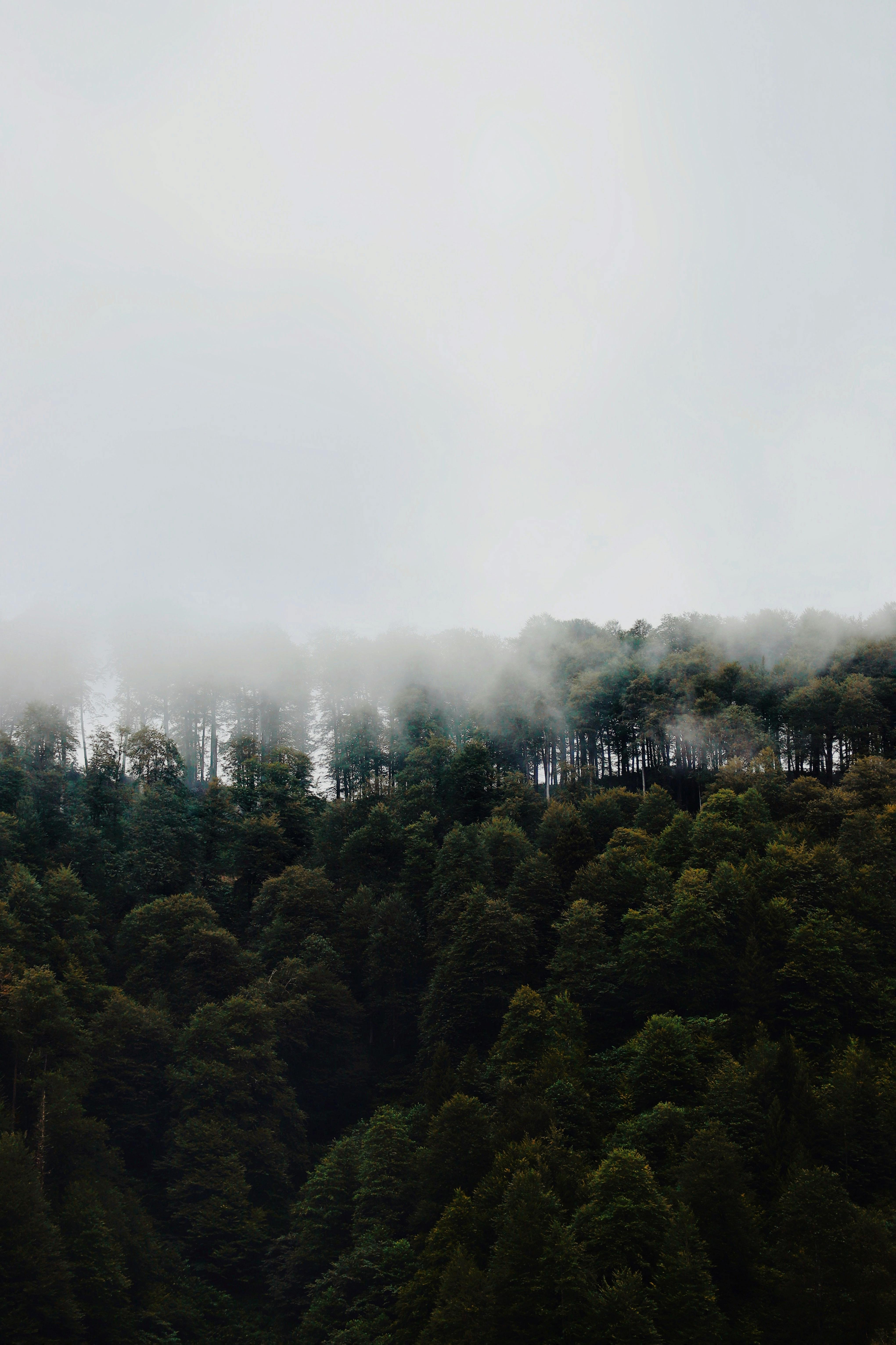 A serene view of a dense forest canopy enveloped in mist, creating a tranquil atmosphere.