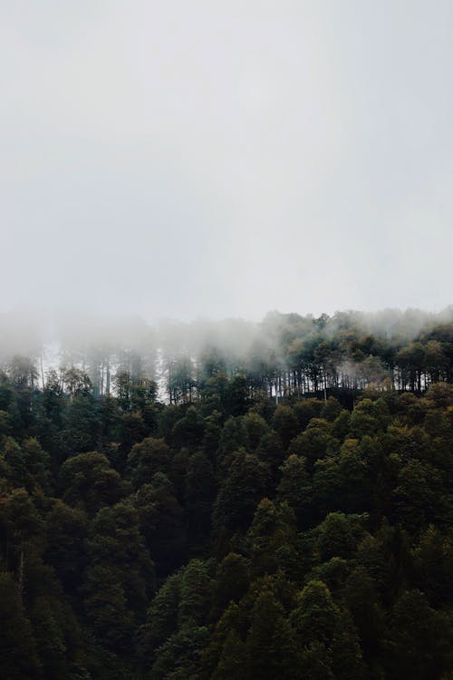 Aerial View of a Dense Forest in Fog 