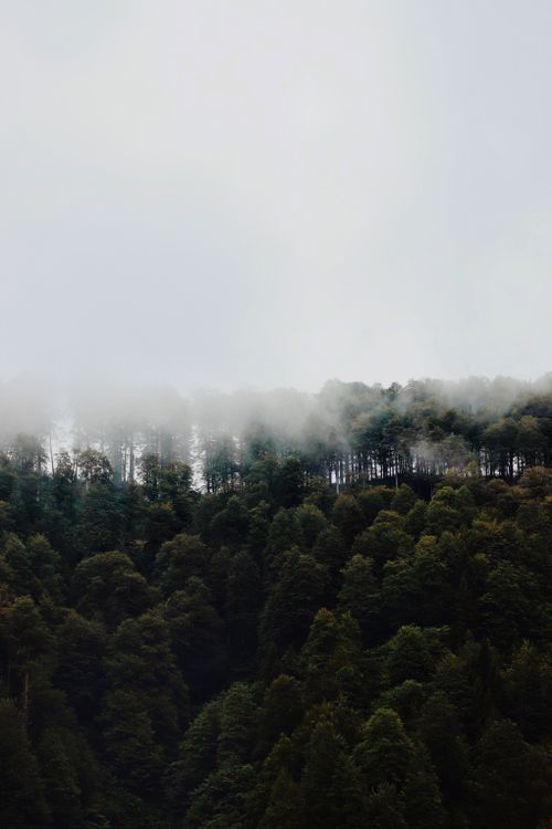 Free A serene view of a dense forest canopy enveloped in mist, creating a tranquil atmosphere. Stock Photo