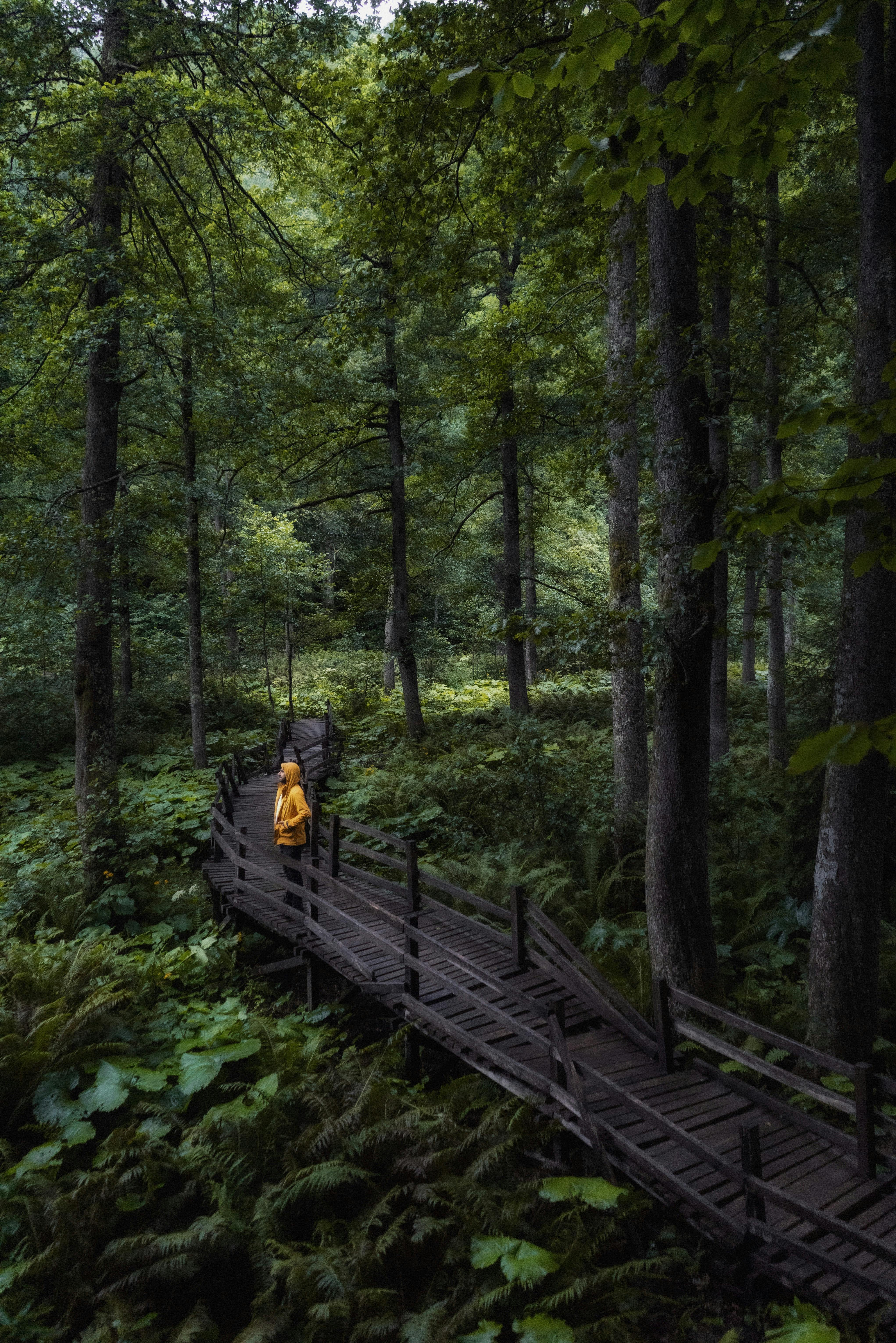 A person in a yellow jacket explores a serene forest on a winding wooden footbridge.