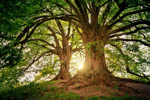 Imagine de stoc gratuită din arbori, copac fundal, copac mare