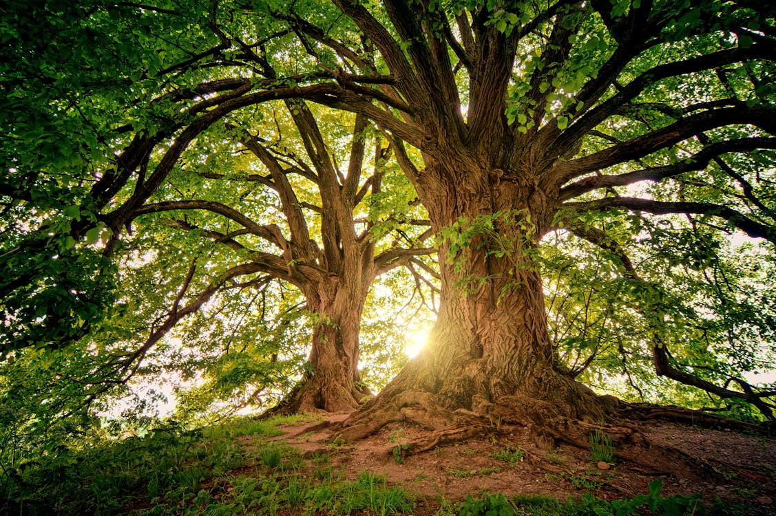 CURSO PROTECCION AMBIENTAL Y RECURSOS HUMANOS