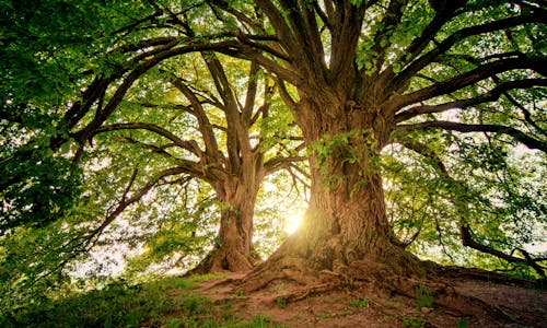 Professional tree removal service North York - certified arborists safely removing large tree