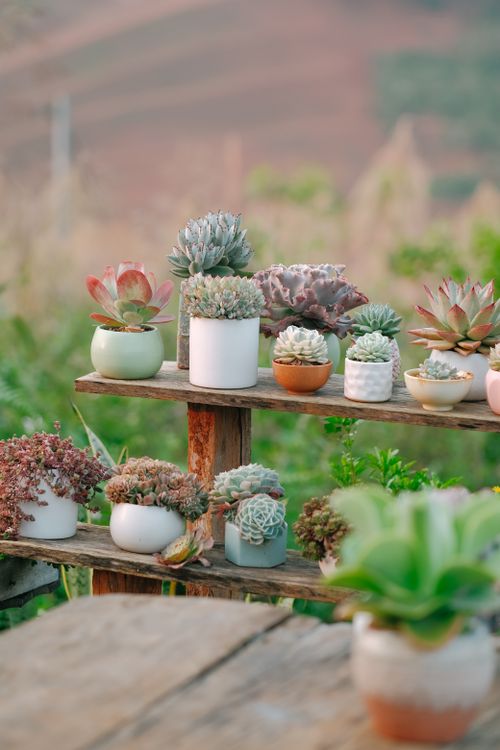 Free Beautiful wooden stands showcasing a vibrant collection of succulents in pots, set against a blurred outdoor backdrop. Stock Photo