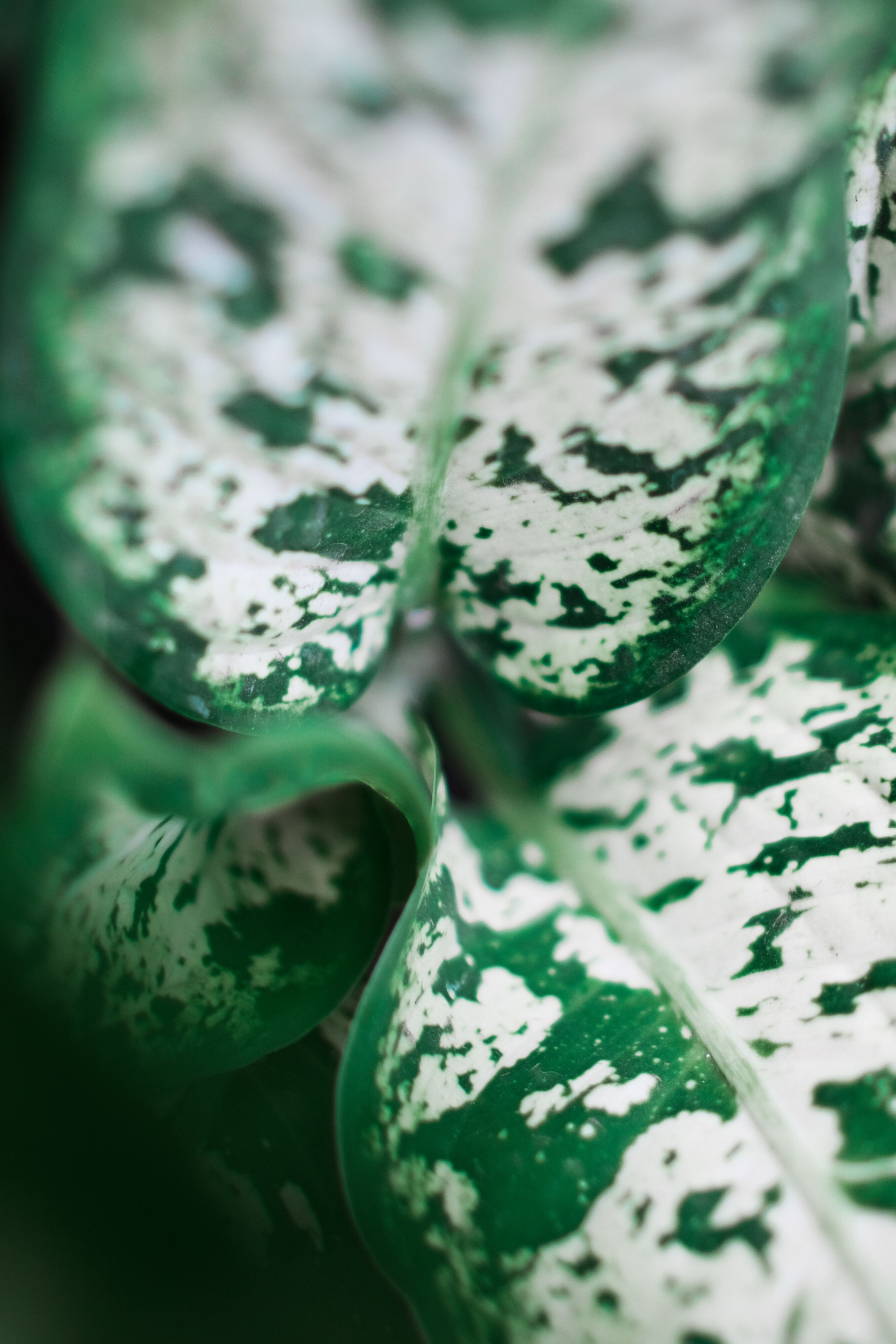Detailed close-up of variegated Graptophyllum pictum leaves showcasing vivid green and white patterns.