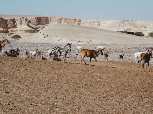 Gratis lagerfoto af antilope, dyreliv, eng