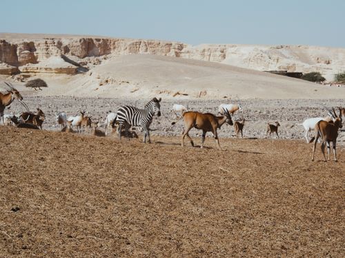 Free A group of zebras and antelopes in a vast desert landscape, showcasing African wildlife. Stock Photo
