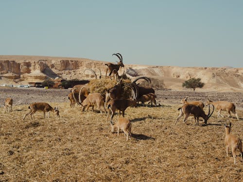 Gratis lagerfoto af antilope, bakker, bondegård