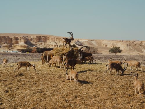 Free A herd of antelopes grazing in a desert landscape, showcasing natural wildlife harmony. Stock Photo
