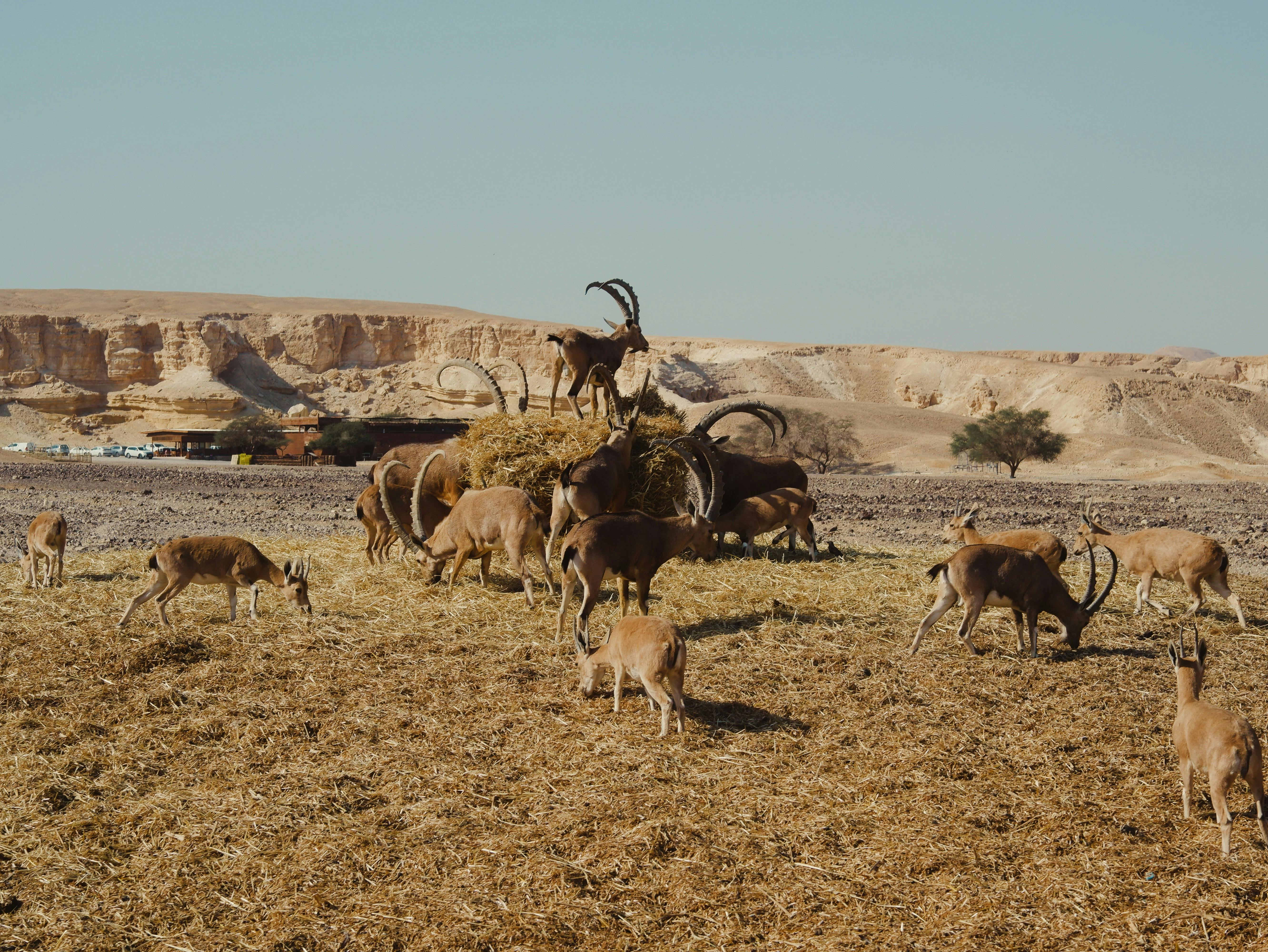 grátis Foto profissional grátis de África, animais, animais do deserto Foto profissional