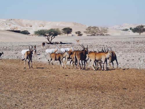 Gratis lagerfoto af antilope, bakker, eng