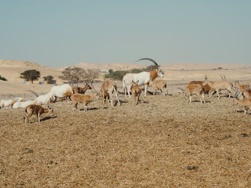 Gratis lagerfoto af antilope, bakker, biler