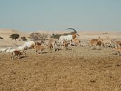 Group of oryx antelopes grazing in a sunlit desert landscape, showcasing wildlife in nature.