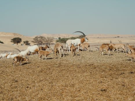Group of oryx antelopes grazing in a sunlit desert landscape, showcasing wildlife in nature.