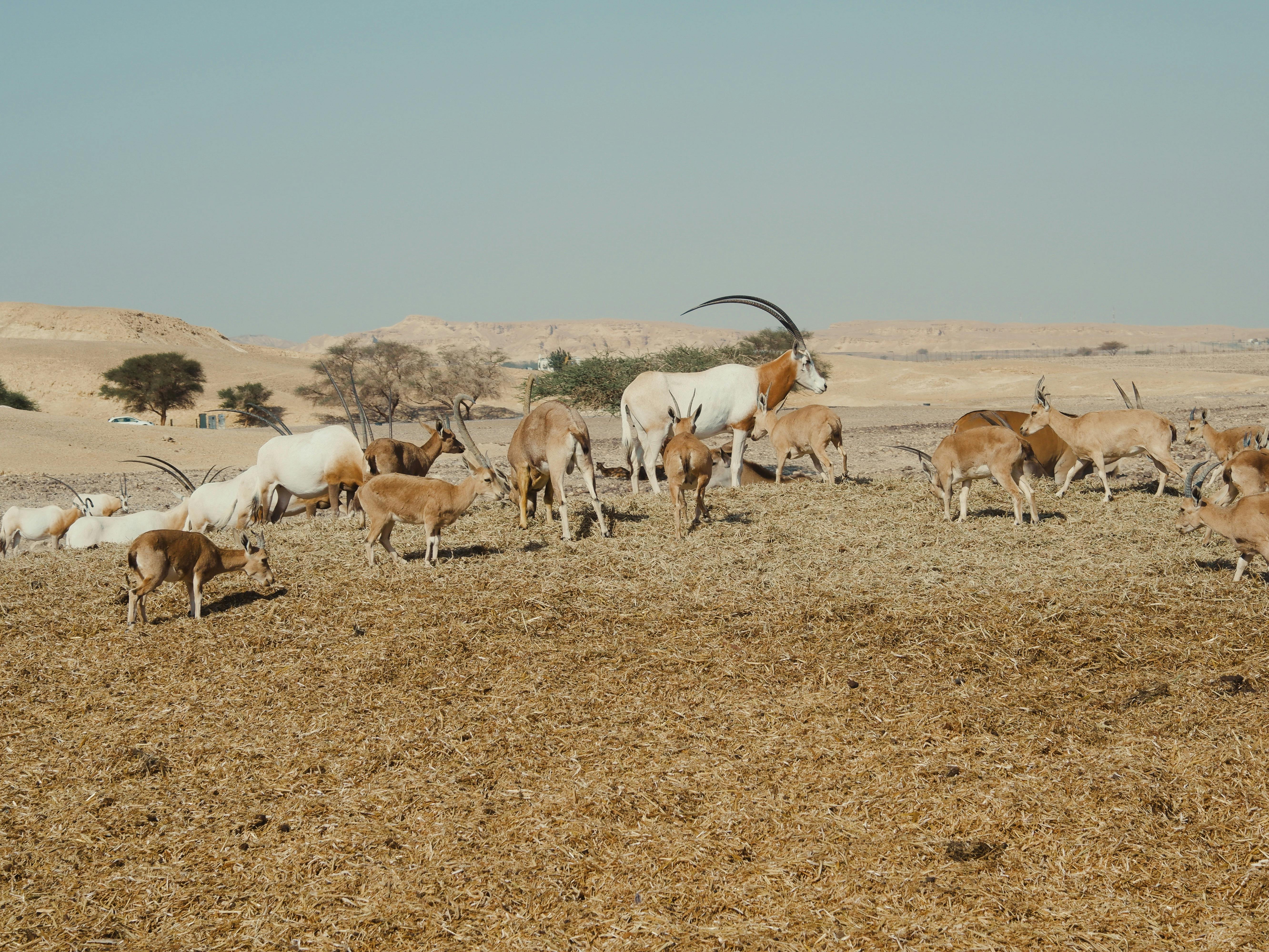 Gratuit Photos gratuites de animal, animaux, animaux à cornes Photos