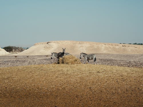 Zebras on a Dry Grass Field 