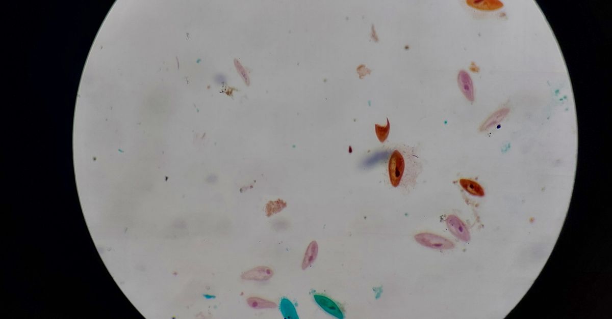 The 8 toughest microorganisms that challenge biology The 8 toughest microorganisms that challenge biology