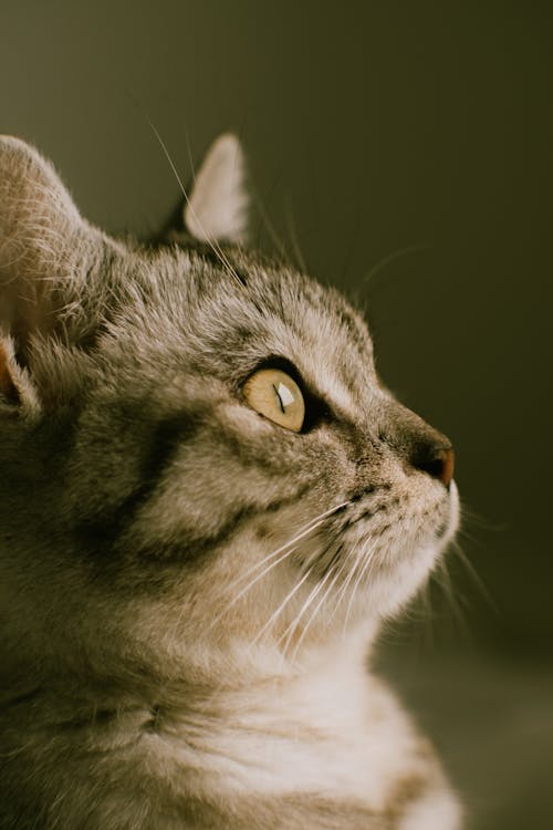 Δωρεάν στοκ φωτογραφιών με Γάτα, γκρο πλαν, κατακόρυφη λήψη