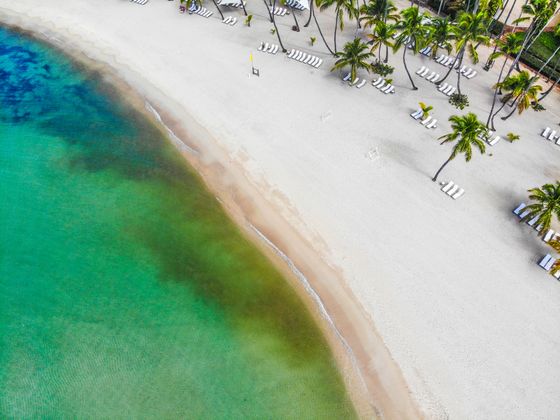 Aerial view of a palm-lined beach at Palmetto Cove Beach Resort, photo by Rob Morales on Pexels