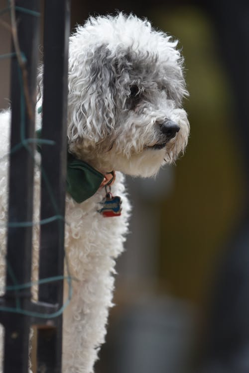 A Poodle next to a Fence 