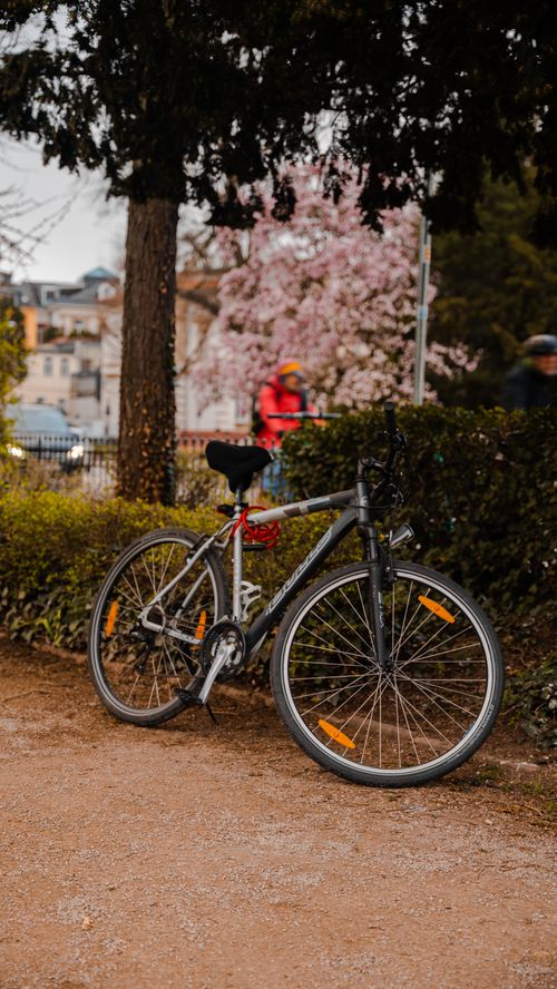 Free A bicycle resting in a picturesque Heidelberg park with spring blossoms and lush greenery. Stock Photo