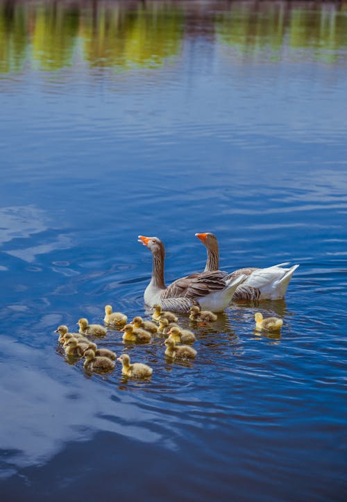 Geese and Goslings in the Water 