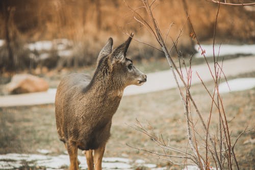 Free Deer Standing in Forest Stock Photo