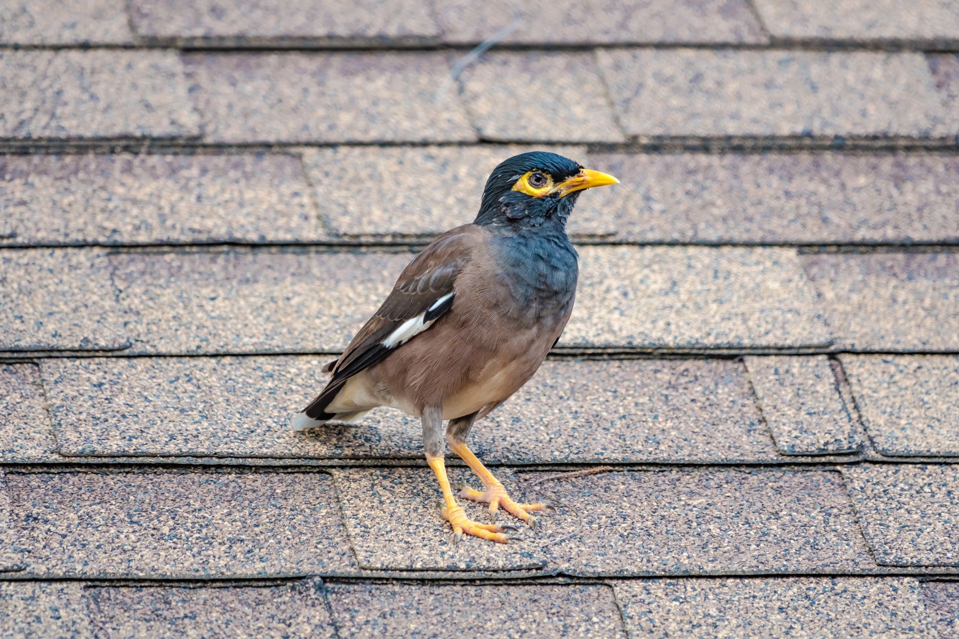Close-up of a Common Myna bird standing on rooftop shingles in daylight.