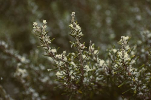 Free Close-up of frosty evergreen branches covered with snow, showcasing winter's beauty. Stock Photo