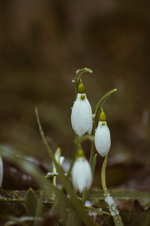 Foto d'estoc gratuïta de blanc, flors, fresc