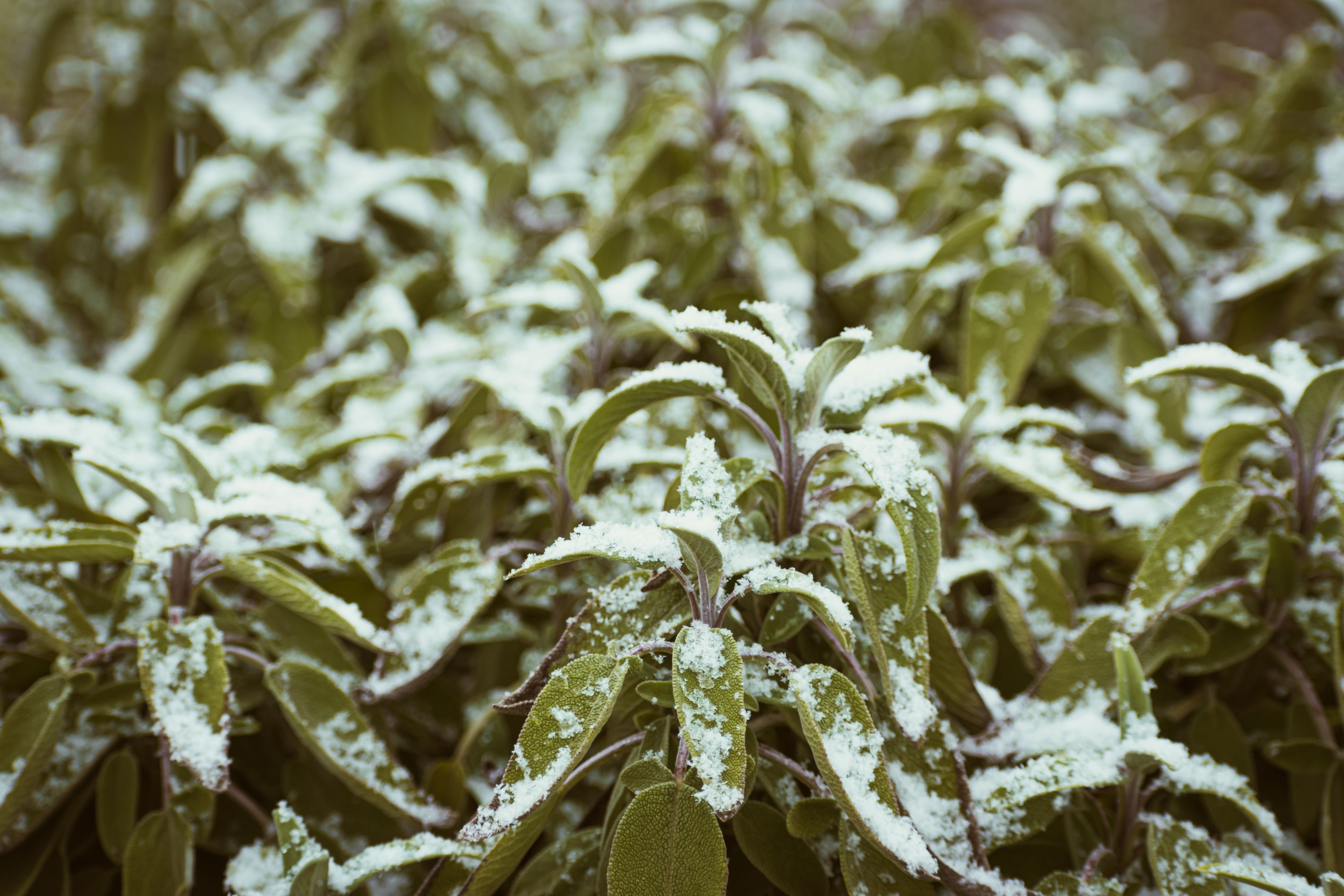 Sunlight Over Hoarfrost On Flowers Free Stock Photo sunlight-over-hoarfrost-on-flowers-free-stock-photo