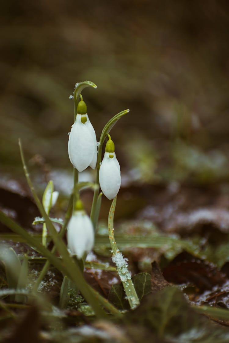 Frosted White Bellflowers