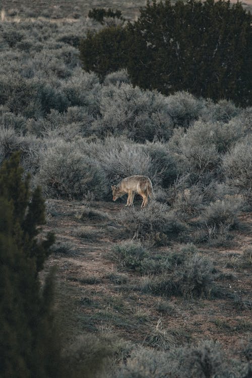 Darmowe zdjęcie z galerii z dzika przyroda, dziki, kojot