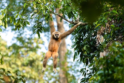 Free A gibbon swings effortlessly in a vibrant tropical jungle, surrounded by lush foliage. Stock Photo