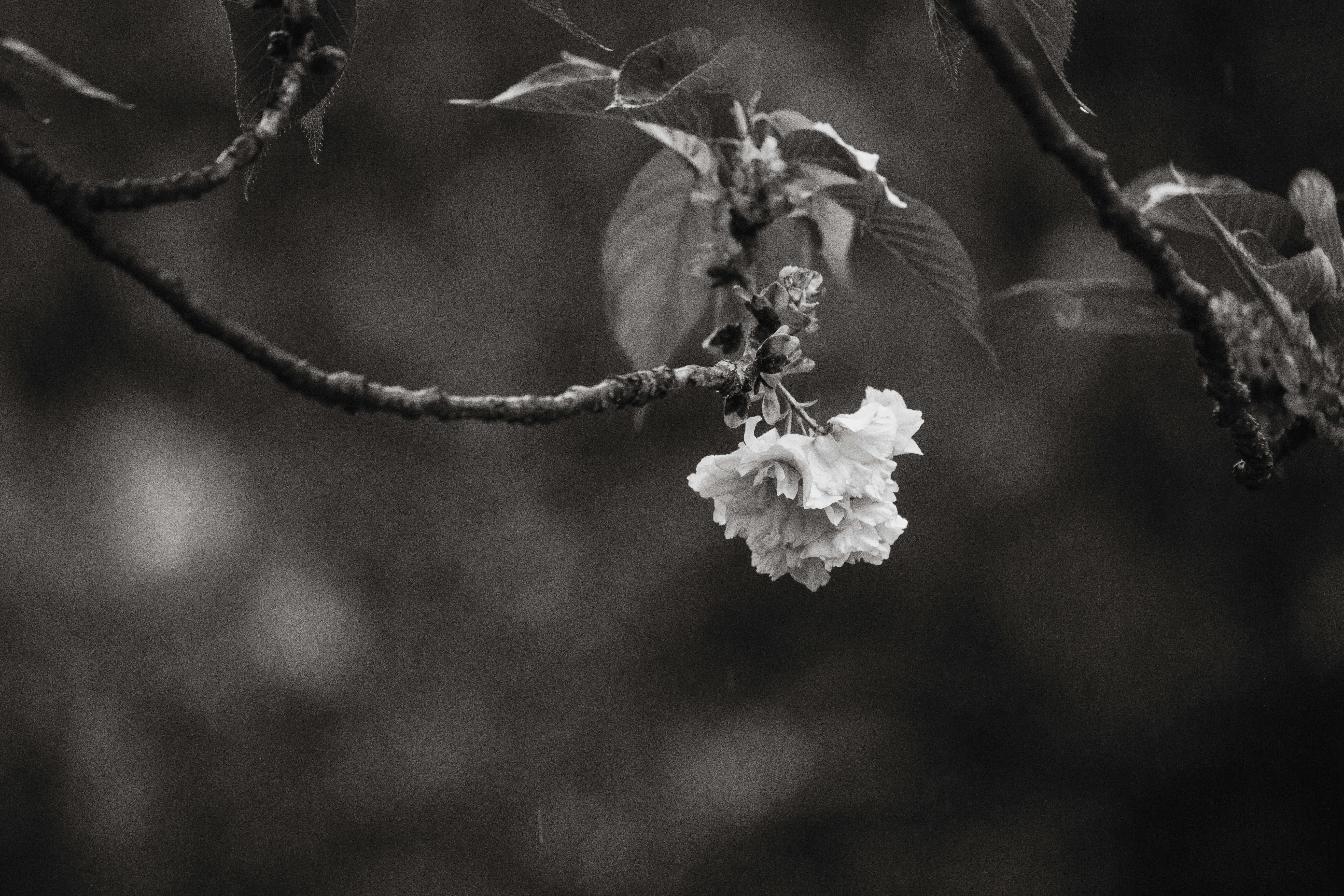 Amalfi Coast Positano