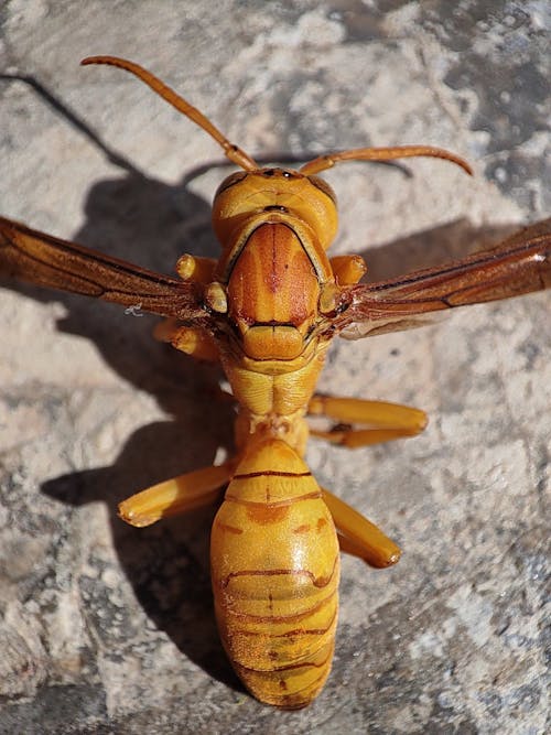A Close-up of Yellow Wasp