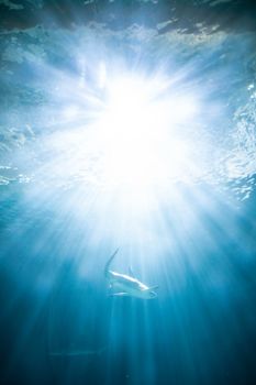 A solitary shark gracefully swims underwater, illuminated by the sun's rays.