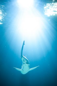 A lone shark gracefully swimming under bright sunlight in the open ocean.