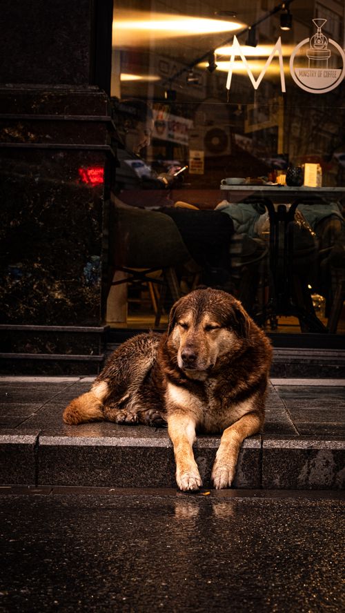 Free A dog relaxes on a wet city sidewalk at night, showcasing urban life. Stock Photo