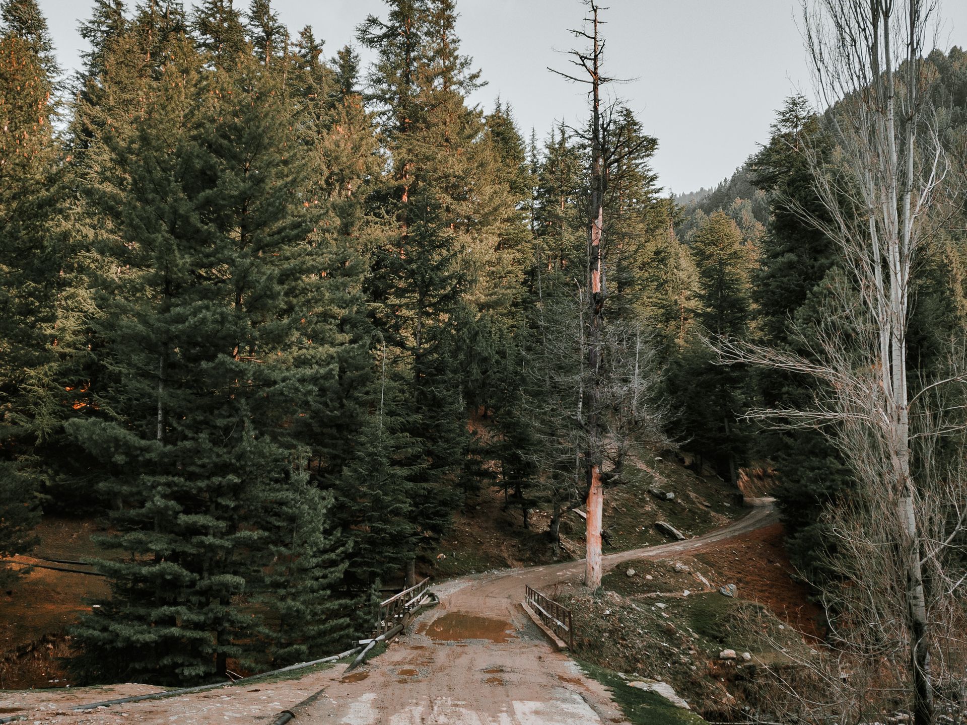 Explore a serene forest trail with lush conifers and a rustic road in JK's picturesque mountains.
