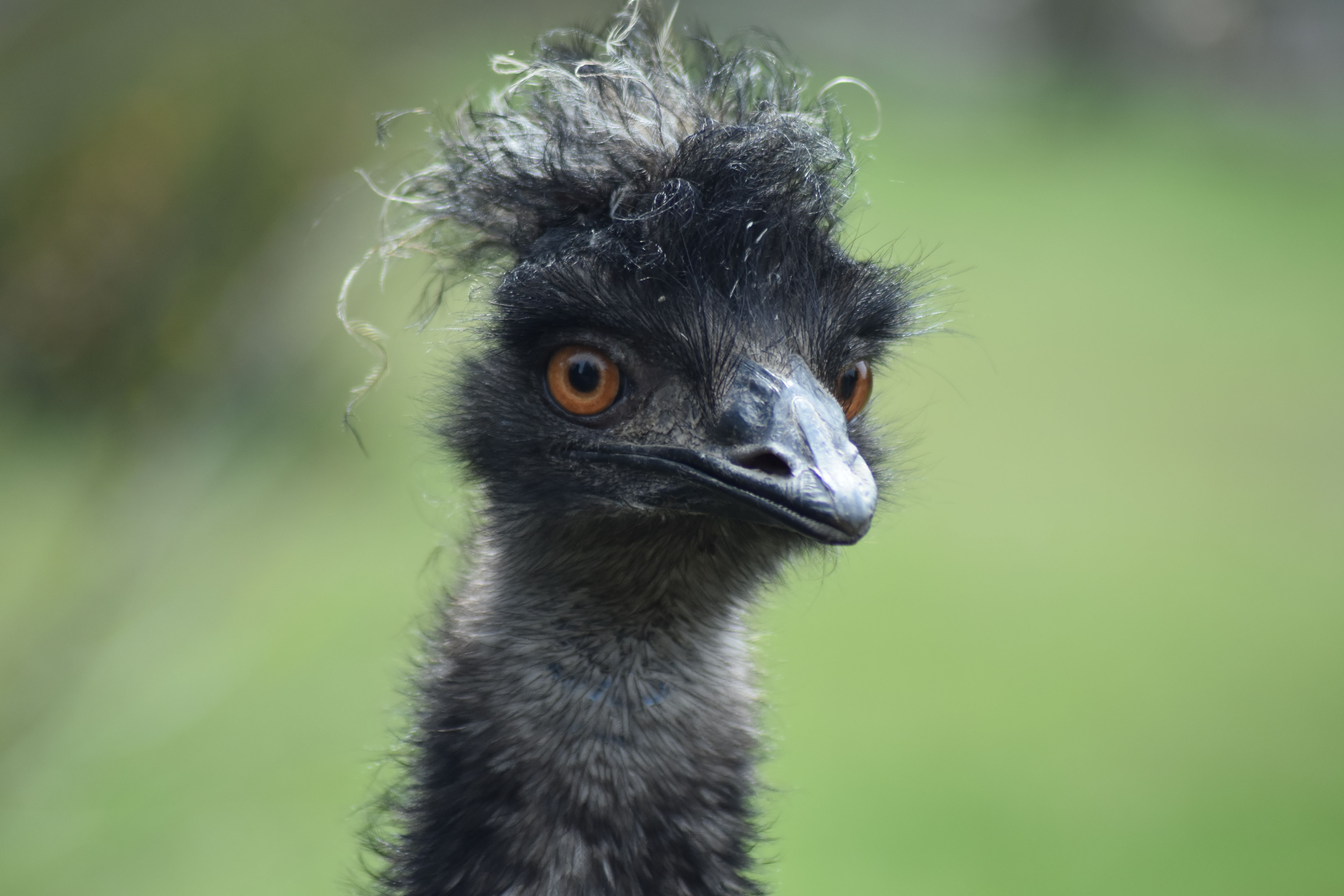 Black Head of Ostrich · Free Stock Photo display picture 3