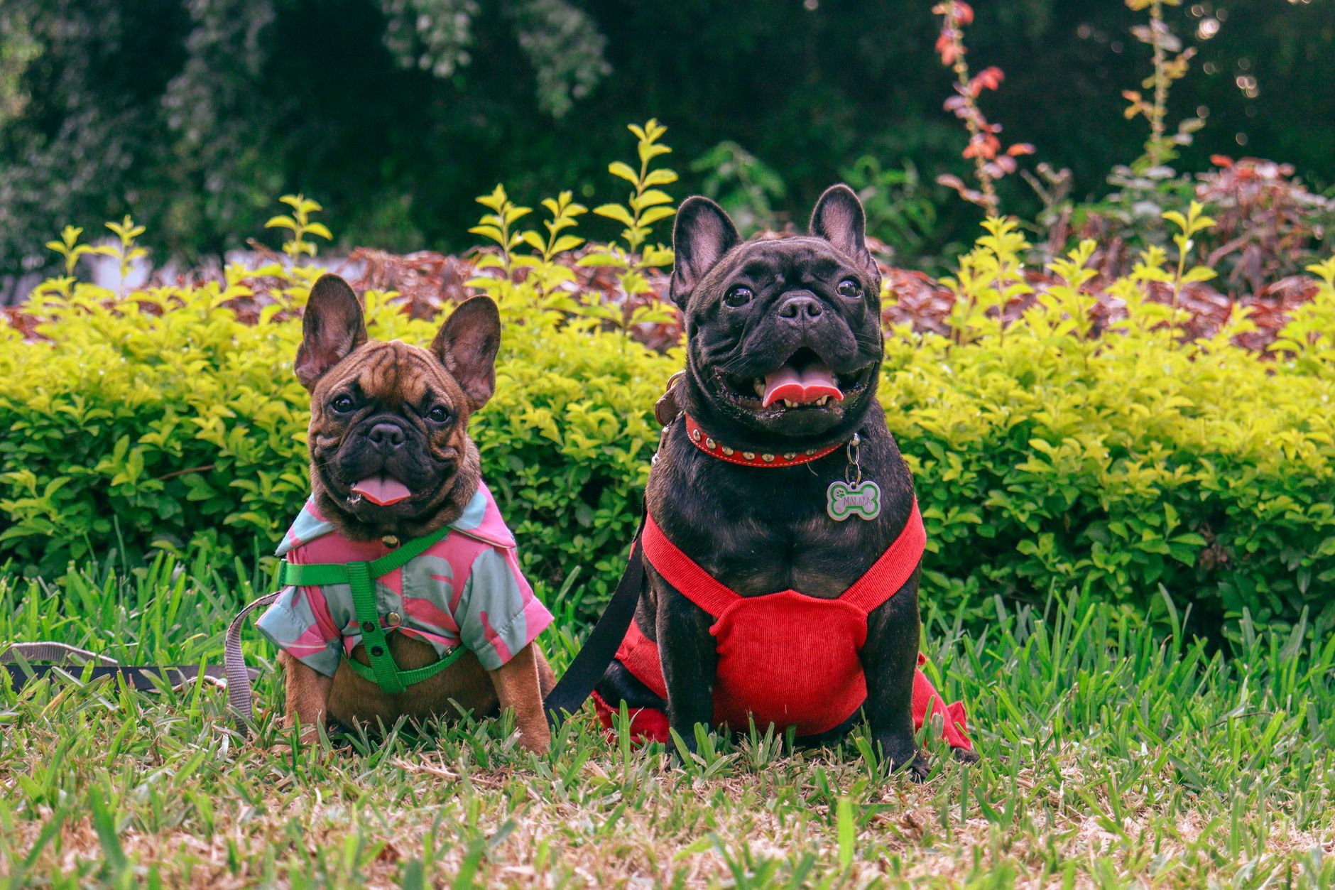Dog Names