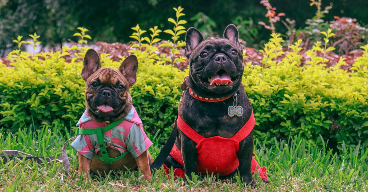 How to Introduce Dogs on a Budget: A Cost-Saving Guide for Canadian Pet Parents