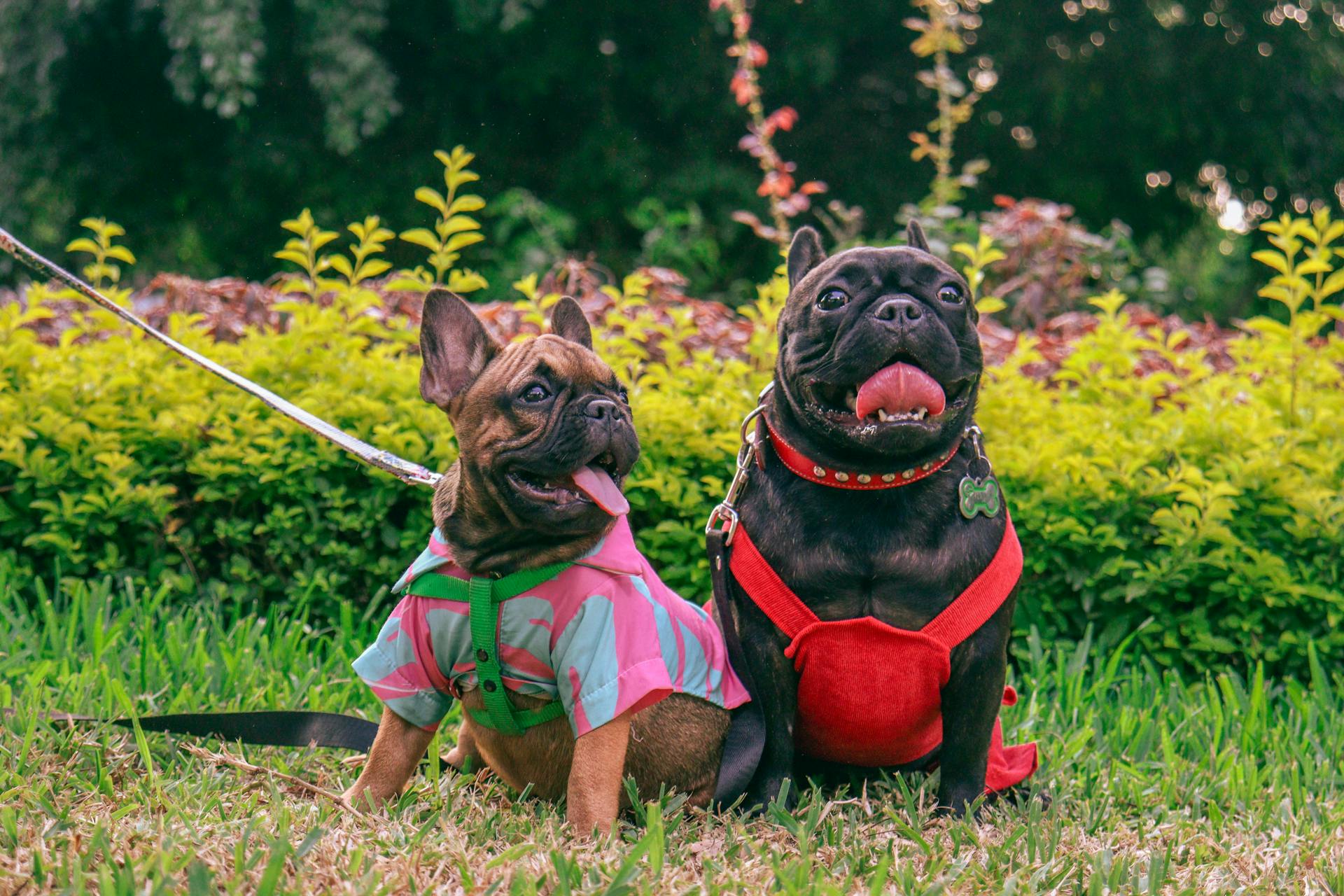 Pair of French Bulldogs