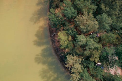 Vista Aerea Di Tress Vicino Al Corpo D'acqua