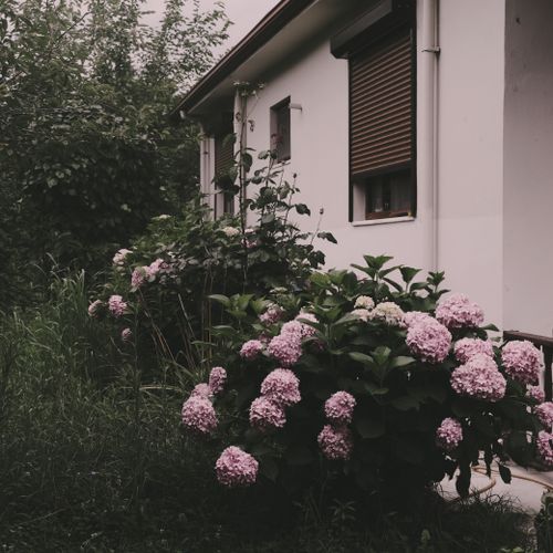 Free Beautiful house with vibrant hydrangea flowers in Sakarya, capturing a serene garden view Stock Photo