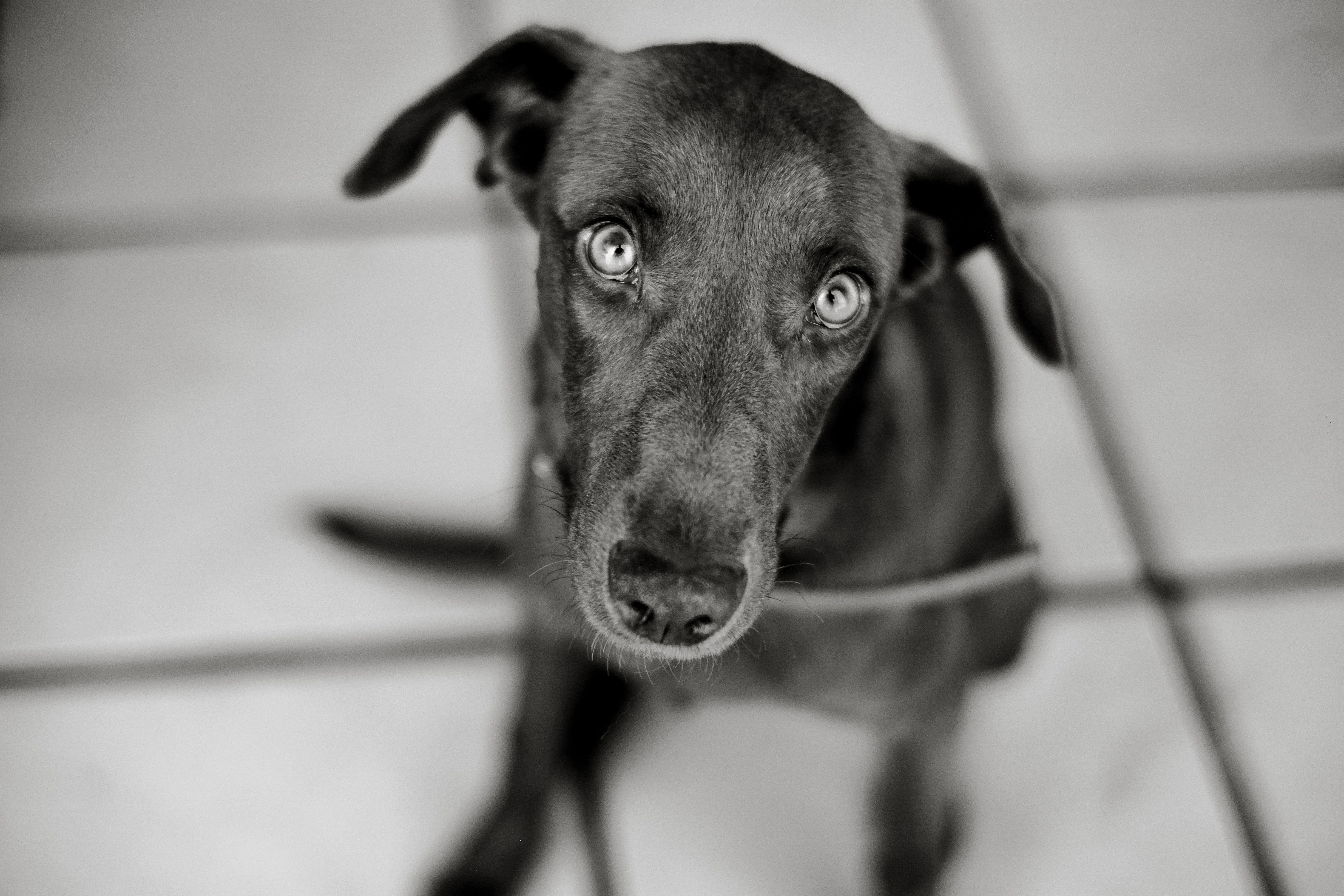 Veterinarian examining a dog during a checkup