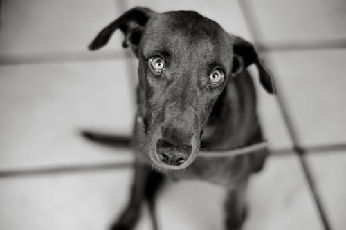 Gratis lagerfoto af dyr, greyhound, hjemlig